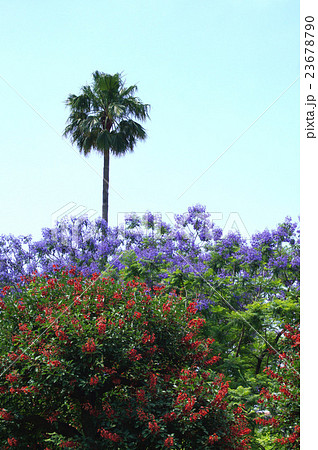 初夏の花・ジャカランダとデイゴ 初夏の花・ジャカランダとデイゴ 23678790