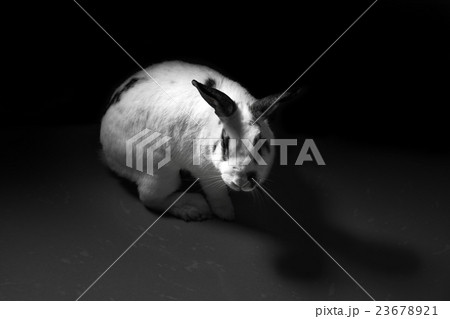 rabbit animal abuse black and white concept rabbit animal abuse black and white concept 23678921
