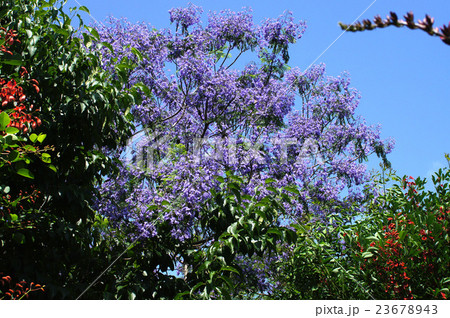 ジャカランダの花　 23678943