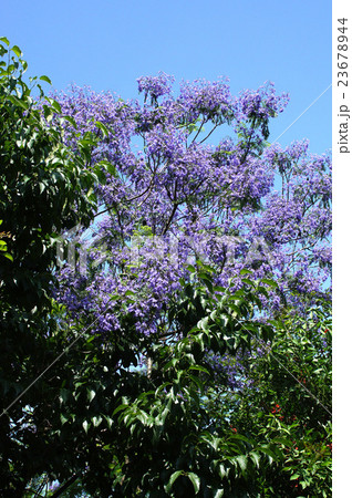 ジャカランダの花　 23678944