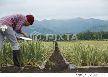 農家親子　作業風景 23680037