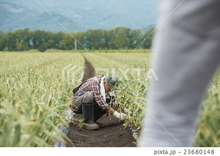 農家 仕事風景 農家 仕事風景 23680148