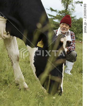 畜産 仕事風景 畜産 仕事風景 23680480