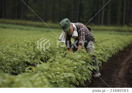 農家　農作業 23680563