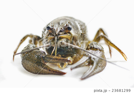 arthropods crustaceans cancer arthropods crustaceans cancer 23681299