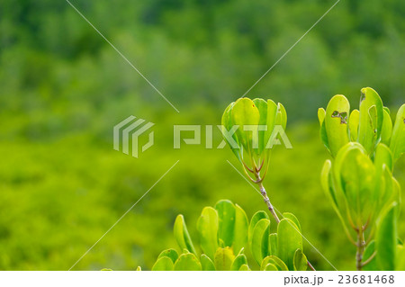 Close up top of Ceriops Tagal in mangrove forest 23681468
