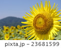 ひまわりと山 23681599