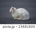 舌出し猫 横向き 23681600