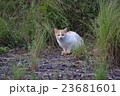のらこねこ 23681601