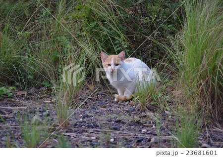 のらこねこ 23681601