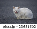 舌出し猫 23681602