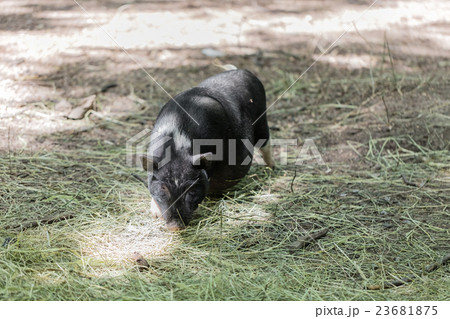 Vietnamese pig are grazed 23681875