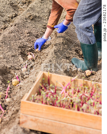 Hand in glove is planting potato into the ground 23682178