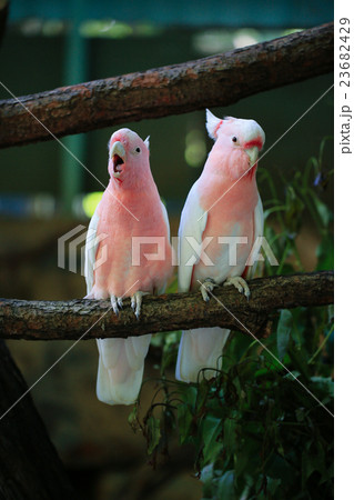 歌う大形オウム 23682429