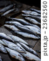 魚市場 23682560