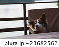 イスに座る犬 23682562