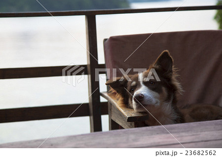 イスに座る犬 23682562