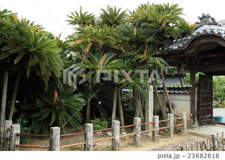 能満寺の天然記念物 大ソテツ 能満寺の天然記念物 大ソテツ 23682616