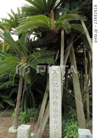 能満寺の天然記念物 大ソテツ 能満寺の天然記念物 大ソテツ 23682618