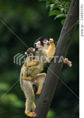 リスザルの親子 23683291