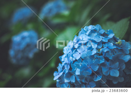 アジサイ 23683600