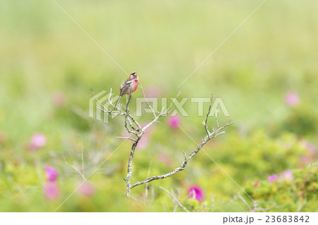 ベニマシコ 23683842