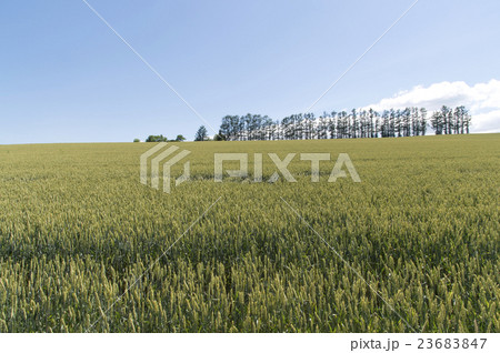 麦畑 麦畑 23683847