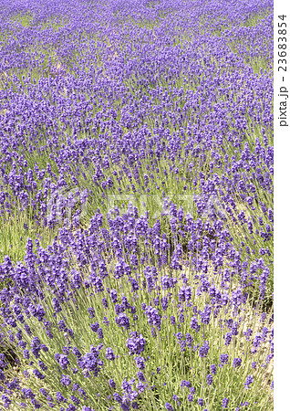 ラベンダー 23683854
