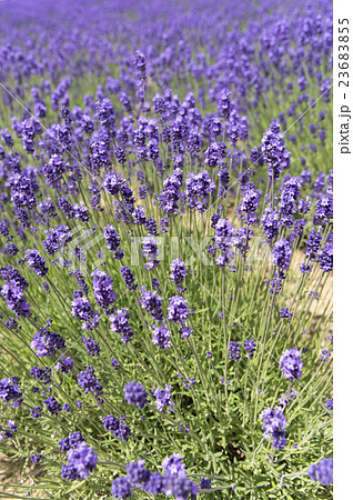 ラベンダー 23683855