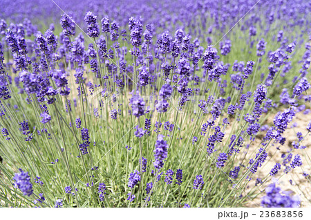 ラベンダー 23683856
