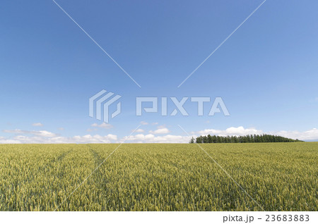 丘の畑 23683883