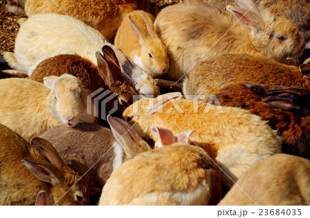 大久野島の兎 大久野島の兎 23684035
