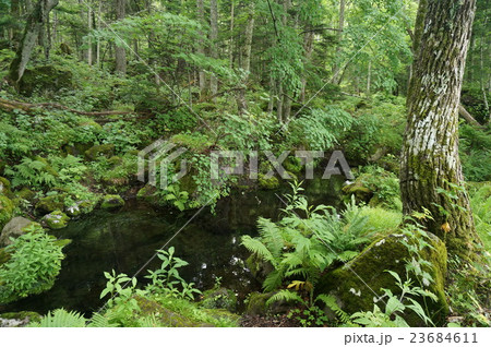 オンネトー湯の滝のマンガン鉱床 23684611