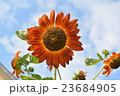 ひまわり 23684905