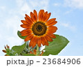 ひまわり 23684906