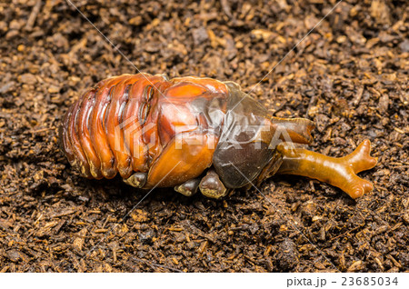 羽化直前のカブトムシの写真素材