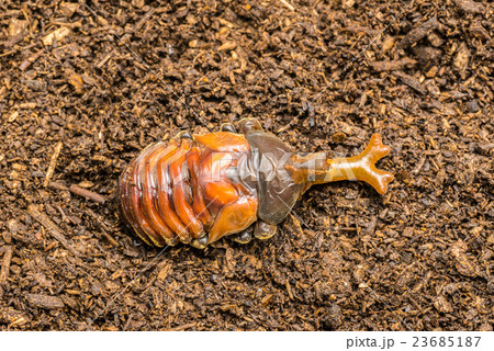 羽化直前のカブトムシ 羽化直前のカブトムシ 23685187