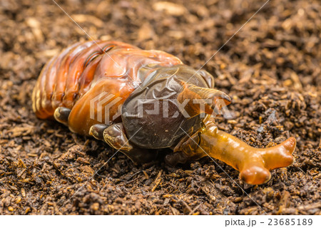 羽化直前のカブトムシ 23685189