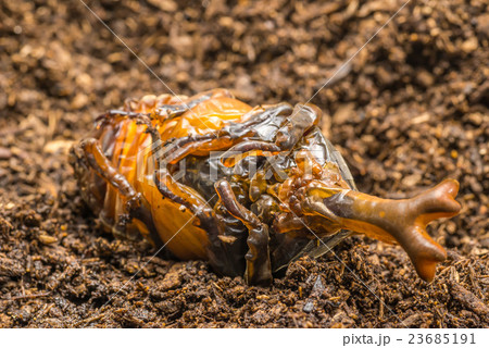 羽化直前のカブトムシの写真素材