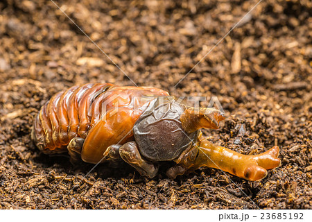 羽化直前のカブトムシの写真素材