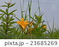 ニッコウキスゲ 23685269