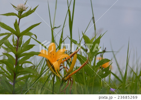 ニッコウキスゲ 23685269