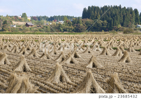 田んぼ　 23685432