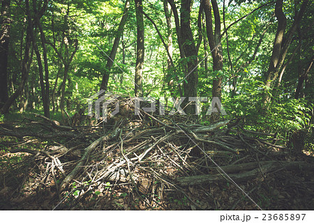 森林伐採の写真素材