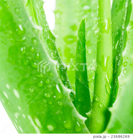 Aloe vera on white background 23686269