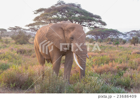 Elephant in front of Kilimanjaro, Amboseli, Kenya. Elephant in front of Kilimanjaro, Amboseli, Kenya. 23686409