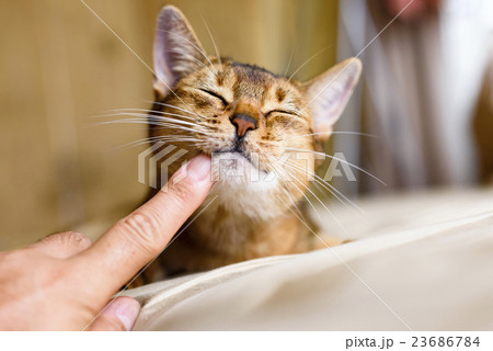 甘える猫 アビシニアンの写真素材