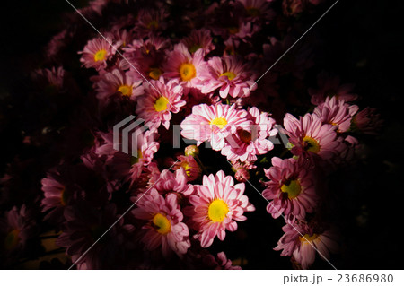pink Chrysanthemum with lighton center 23686980