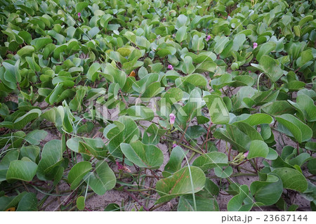 close-up water hyacinth on the beach 23687144