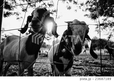 Goat in the paddock.closeup white goat in paddock 23687189
